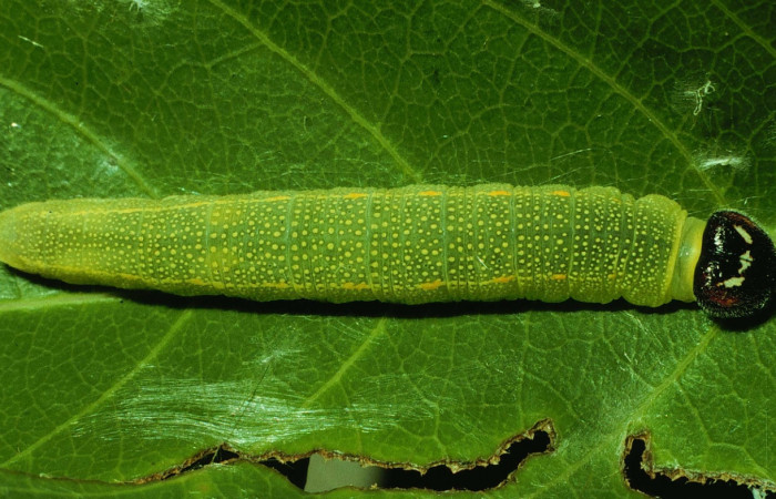Fig 1. Larva [I]Timochares trifasciata[/I]. (Hesperiidae), vista dorsal entero en penultimo estadio. Voucher 92-SRNP-2850-DHJ15610.jpg