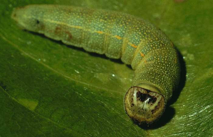 Fig 3. Larva [I]Timochares trifasciata[/I], vista dorsal torax.
Voucher 94-SRNP-275-DHJ26402.jpg