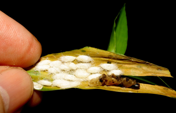 Figura 7. Detalle de parásitos de (Braconidae), <i>Alphomelon</i> xestopygaDH05 , <i>Joanna joanna</i> (Hesperiidae). (07-SRNP-58973-DHJ428972).