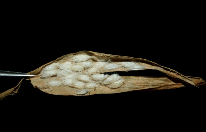 Figura 9. Detalle de capullos (Braconidae), <i>Alphomelon</i> xestopygaDH05, <i>Joanna joanna</i> (Hesperiidae). (07-SRNP-58973-DHJ453021).