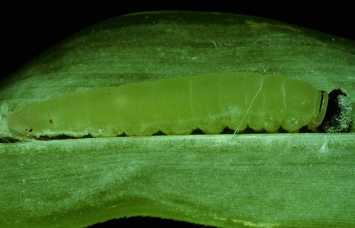 Figura 5. Detalle de prepupa y refugio, <i>Joanna joanna</i> (Hesperiidae), (92-SRNP-2900-DHJ15649).
