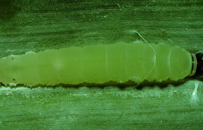 Figura 6. Detalle de prepupa, <i>Joanna joanna</i> (Hesperiidae), (92-SRNP-2900-DHJ15655).