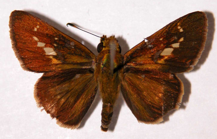 Figura 10. Adulto (macho), <i>Joanna joanna</i> (Hesperiidae). (95-SRNP-6748-DHJ33848).