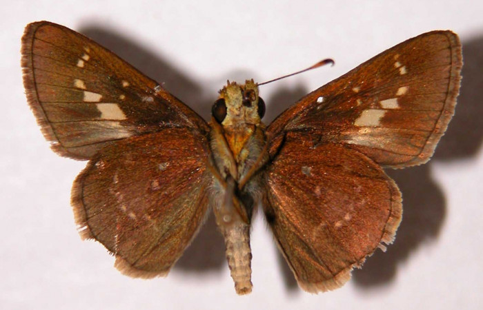 Figura 11. Adulto (macho), <i>Joanna joanna</i> (Hesperiidae). (95-SRNP-6748-DHJ33849).