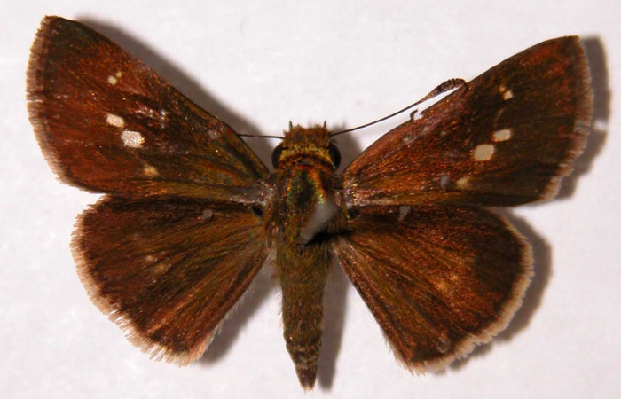 Figura 12. Adulto (hembra), <i>Joanna joanna</i> (Hesperiidae). (95-SRNP-6749-DHJ33846).