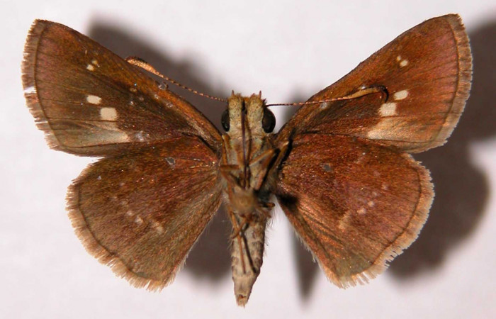Figura 13. Adulto (hembra), <i>Joanna joanna</i> (Hesperiidae). (95-SRNP-6749-DHJ33847).