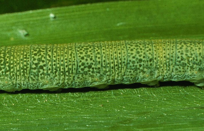 Figura 2. Detalle lateral en último estadío, <i>Joanna joanna</i> (Hesperiidae). (95-SRNP-6750-DHJ24108).
