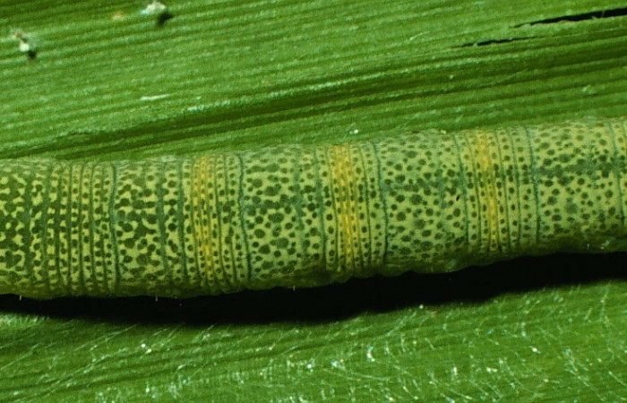 Figura 3. Detalle dorsal en último estadído <i>Joanna joanna</i> (Hesperiidae). (95-SRNP-6750-DHJ24109).