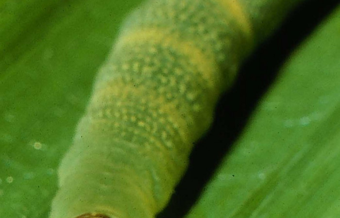 Figura 4. Detalle de cabeza, <i>Joanna joanna</i> (Hesperiidae). (95-SRNP-6750-DHJ24110).