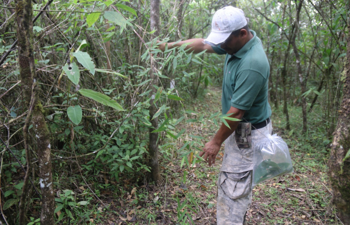 Fig 1. Unas de las planta hospedera donde más se alimenta <i>Joanna joanna</i> (Hesperiidae) <i>Olyra latifolia</i> (Poaceae). Foto de Brigitte Vilchez. El paratáxono Minor Carmona, buscando larvas en planta hospedera, en el sendero Granero de la Estación Biológica Wege. Abril 2022.