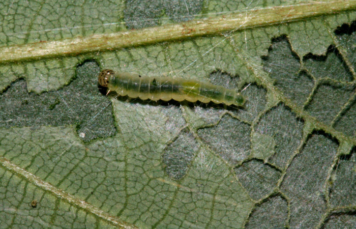 Figura 16. Larva <i>Brenthia</i> Janzen05 (Choreutidae), último estadío (U) vista dorsal, localidad Tajo Angeles, Sector San Cristóbal ACG (540m). Voucher: 10-SRNP-4129-DHJ471057.jpg.