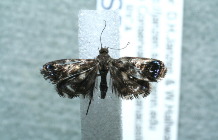 Figura 10. Adulto de <i>Brenthia</i> Janzen04 (Choreutidae), vista dorsal, localidad Jacobo, Sector Rincón Rain Forest ACG (461m). Voucher: 11-SRNP-81446-DHJ560937.jpg.