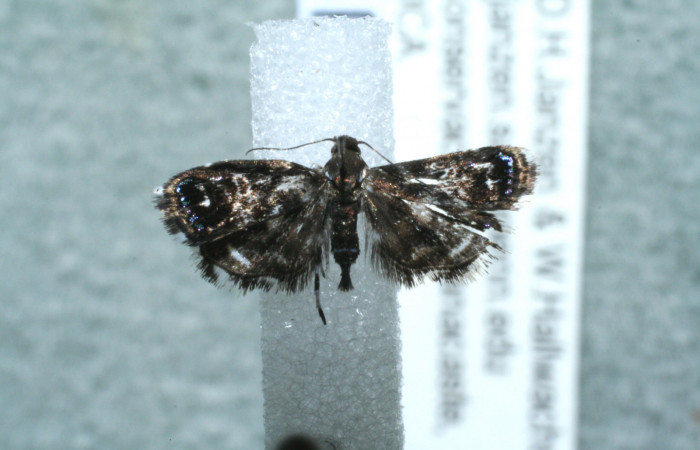 Figura 1. Adulto de <i>Brenthia</i> Janzen04 (Choreutidae), vista dorsal, localidad Flecha, Sector Rincón Rain Forest ACG (491m). Voucher: 11-SRNP-81968-DHJ560946.jpg.