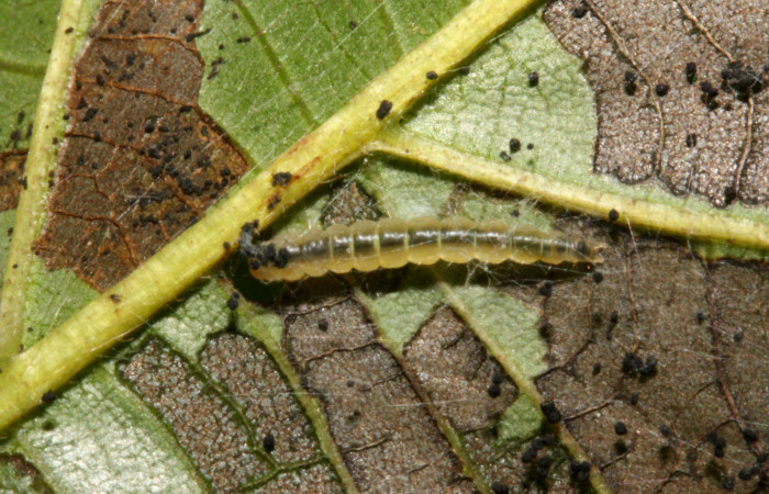 Figura 17. Larva <i>Brenthia</i> Janzen08 (Choreutidae), último estadío (U) vista dorsal, localidad Conguera, Sector Rincón Rain Forest ACG (420m). Voucher: 12-SRNP-42677-DHJ707001.jpg.