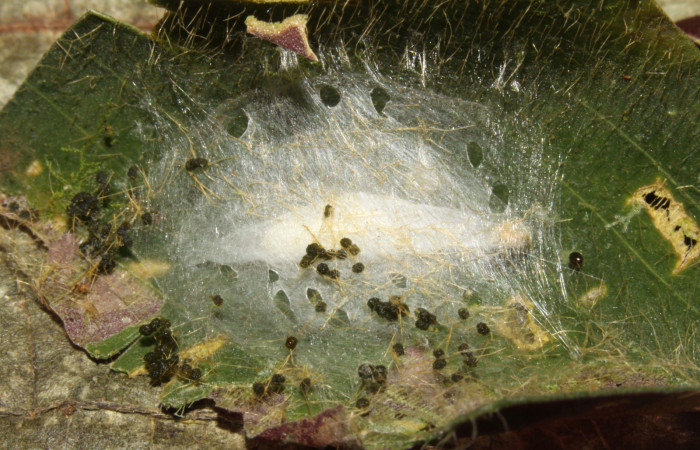 Figura 7. Capullo de <i>Brenthia</i> Janzen04 (Choreutidae), vista dorsal, localidad Sendero Memos, Sector Pitilla ACG (740m). Voucher: 13-SRNP-31730-DHJ720275.jpg.