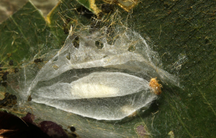 Figura 8. Capullo de <i>Brenthia</i> Janzen04 (Choreutidae), vista dorsal, localidad Sendero Memos, Sector Pitilla ACG (740m). Voucher: 13-SRNP-31730-DHJ720277.jpg.