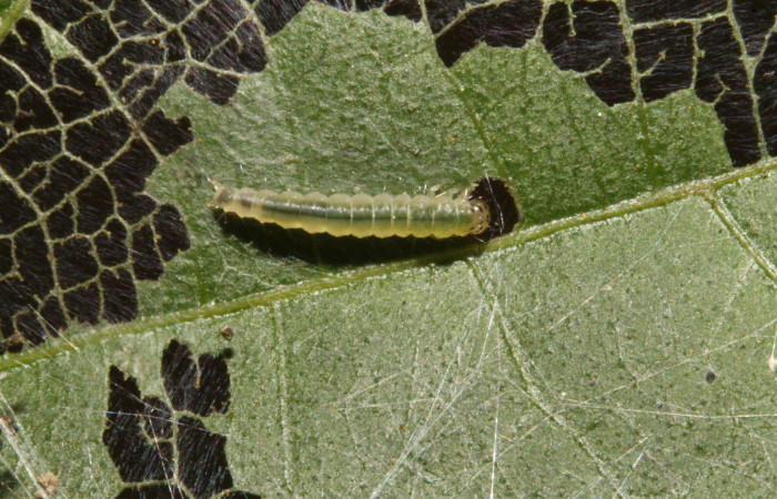 Figura 19. Larva <i>Brenthia</i> Janzen15 (Choreutidae), último estadío (U) vista dorsal, localidad Sendero Venado, Sector Rincón Rain Forest ACG (420m). Voucher: 13-SRNP-44539-DHJ708421.jpg.