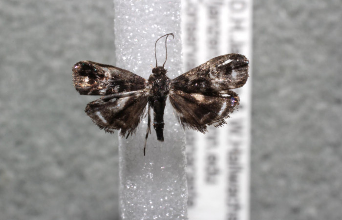 Figura 11. Adulto de <i>Brenthia</i> Janzen04 (Choreutidae), vista dorsal, localidad Medrano Estación Biológica Quica, Sector Pitilla ACG (380m). Voucher: 13-SRNP-71776-DHJ583068.jpg.