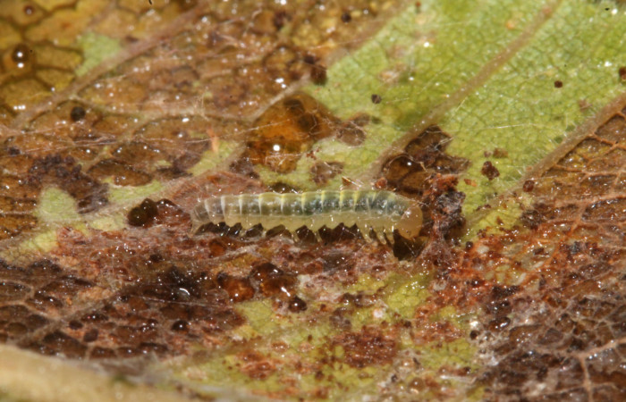 Figura 20. Larva <i>Brenthia</i> Janzen30 (Choreutidae), último estadío (U) vista lateral, localidad Sendero Venado, Sector Rincón Rain Forest ACG (420m). Voucher: 14-SRNP-40522-DHJ708613.jpg.