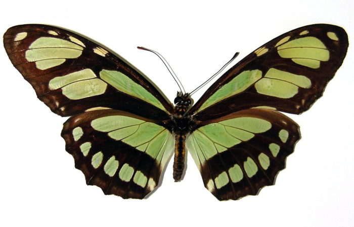 Figura 16. Adulto de <i>Philaethria dido</i> (Nymphalidae) macho vista dorsal, localidad Sendero Orosi Sector Orosi ACG (620m). Voucher: 02-SRNP-15008-DHJ96442.jpg.
