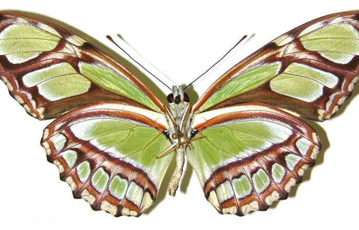Figura 11. Adulto de <i>Philaethria diatonica</i> (Nymphalidae) hembra vista ventral, localidad Estación Pitilla Sector Pitilla ACG (675m). Voucher:05-SRNP-31534-DHJ309169.jpg.