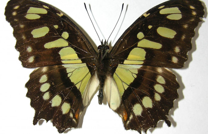 Figura 18. Adulto de <i>Siproeta</i> biplagiataDHJ01 (Nymphalidae) macho vista dorsal, localidad Estación La Perla Sector Mundo Nuevo ACG (325m). Voucher: 07-SRNP-60298-DHJ385548.jpg.