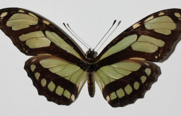 Figura 1. Adulto <i>Philaethria diatonica</i> (Nymphalidae), mostrando vista dorsal, localidad Puente Mena, Sector Del Oro ACG (280m) Voucher: 14-SRNP-21322-DHJ904954.jpg.