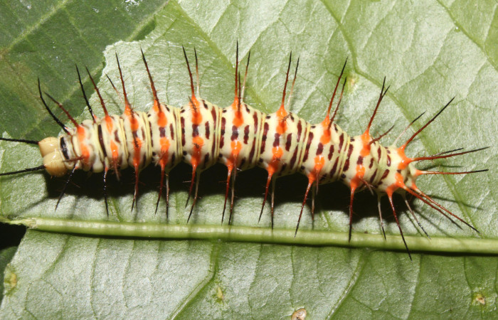 Figura 13. Larva <i>Philaethria dido</i>
 (Nymphalidae), en penúltimo estadío (PU), vista dorsal, localidad Pasmompa Sector Pitilla ACG (440m). Voucher: 17-SRNP-71311-DHJ737873.jpg.