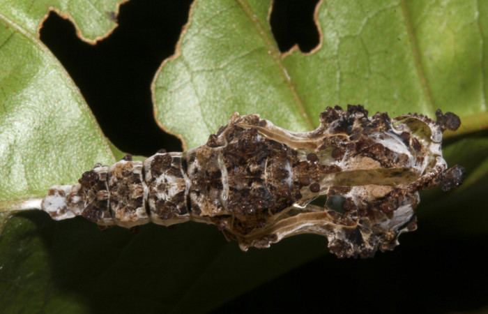 Figura 6. Pupa de <i>Philaethria diatonica</i> (Nymphalidae), vista dorsal, localidad Sendero Laguna Sector Pitilla ACG (680m). Voucher: 18-SRNP-31041-DHJ744884.jpg.