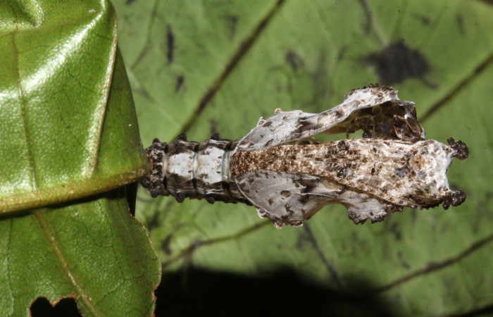 Figura 7. Pupa de <i>Philaethria diatonica</i> (Nymphalidae), vista ventral, localidad Sendero Laguna Sector Pitilla ACG (680m), Voucher: 18-SRNP-31041-DHJ744885.jpg.