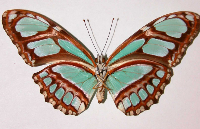 Figura 15. Adulto de <i>Philaethria dido</i> (Nymphalidae) macho vista ventral, localidad Bosque San Emilio Sector Santa Rosa ACG (300m). Voucher:87-SRNP-1367-DHJ34053.jpg.