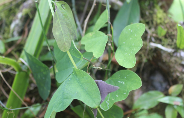 Figura 20. Planta hospedera de larva <i>Philaethria diatonica</i> (Nymphalidae), planta llamada <i>Passiflora biflora </i> (Passifloracea) localidad Estación Biólogica Quica Sector 
Pitilla ACG (470m). Foto tomada por; Ricardo Calero, 25 Marzo 2022.