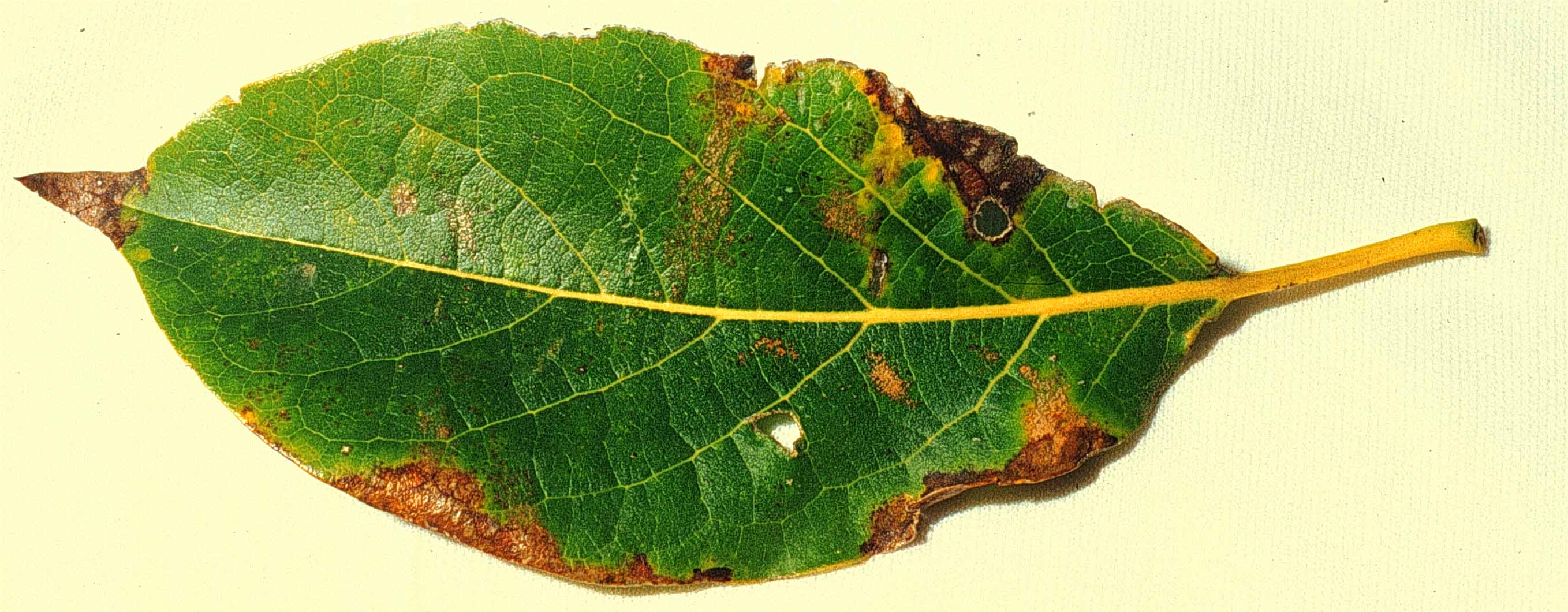 Cordia gerascanthus 17 mayo 2000