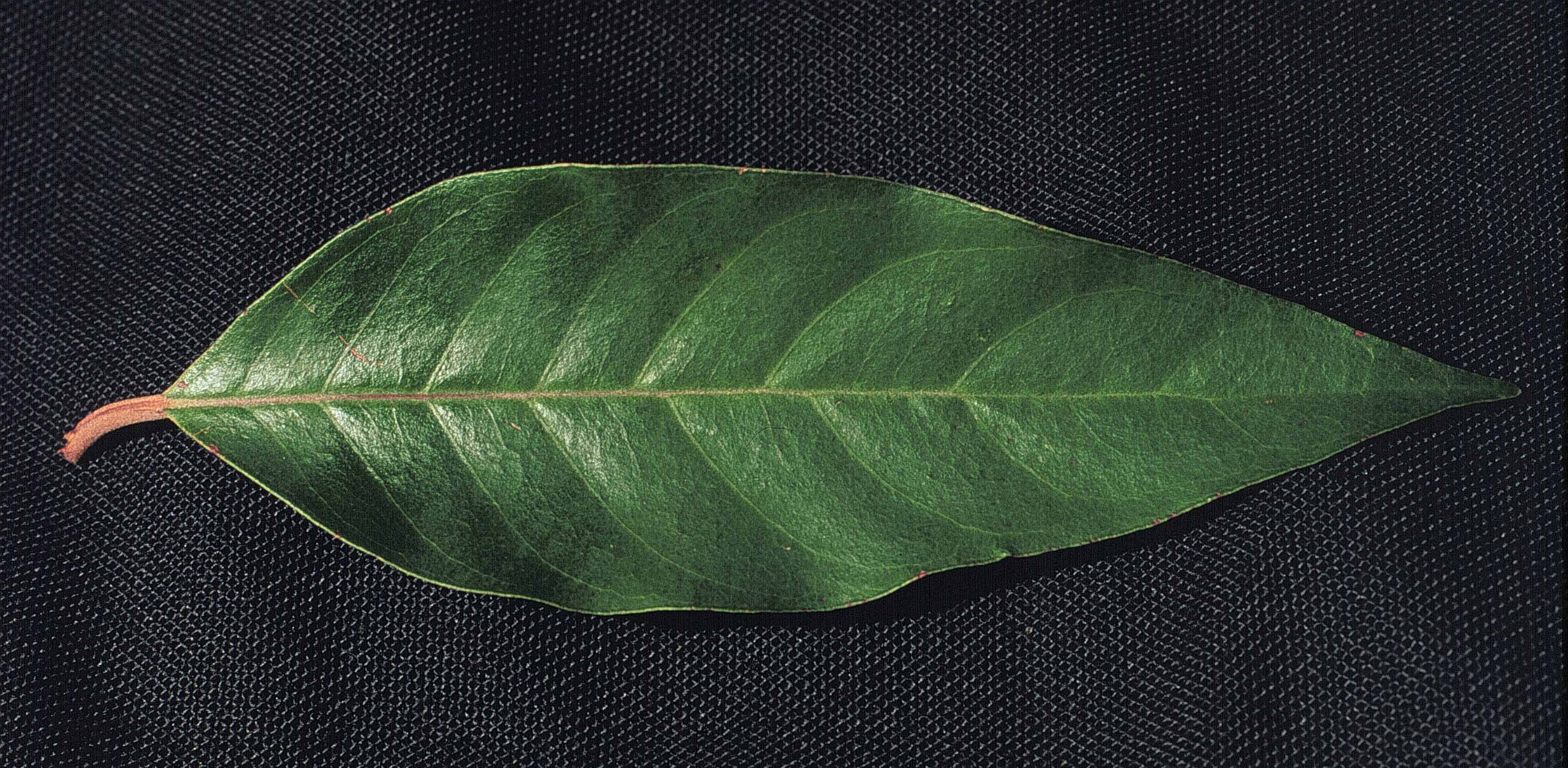 Vismia baccifera 15 junio 1998