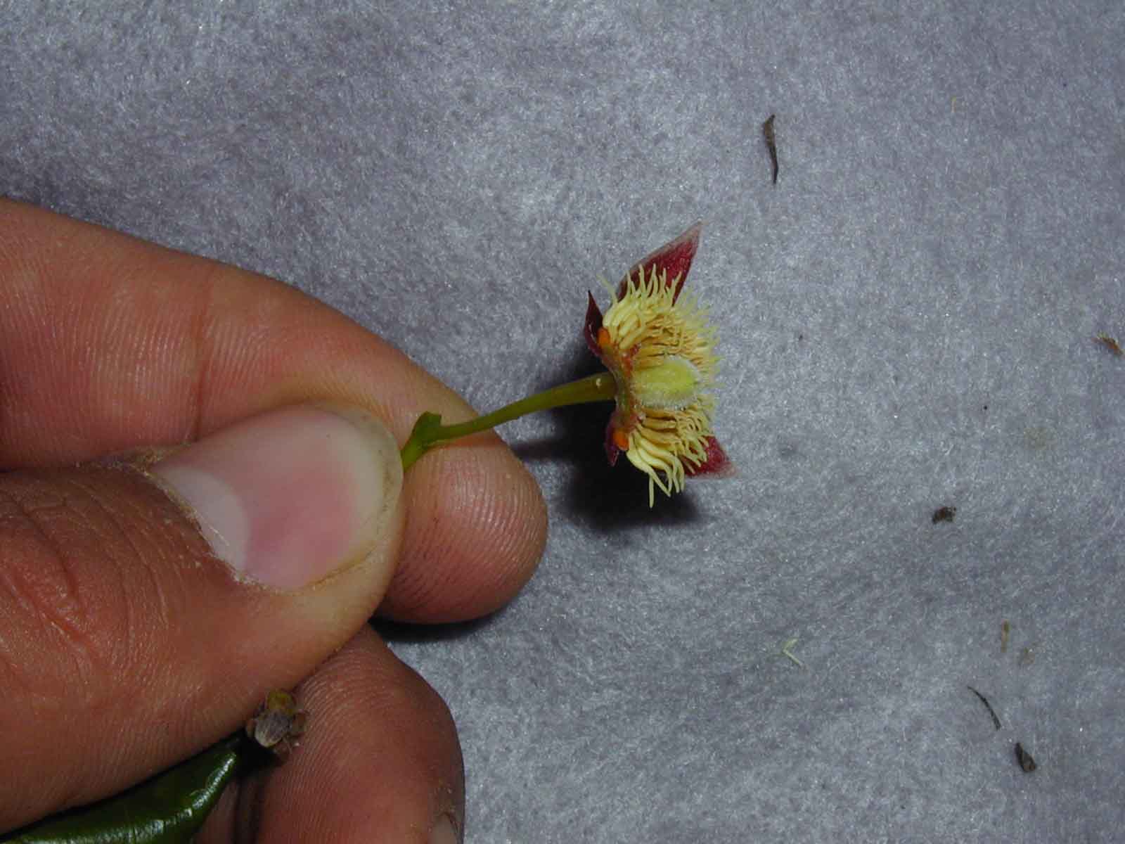 Terciopelo o pica pica - Sloanea terniflora - MundoForestal