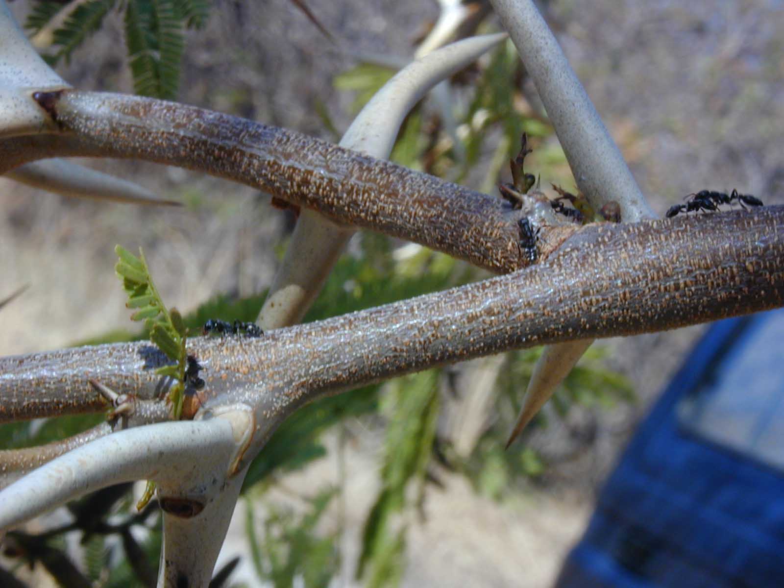 Acacia cornigera 3 Octubre 1998