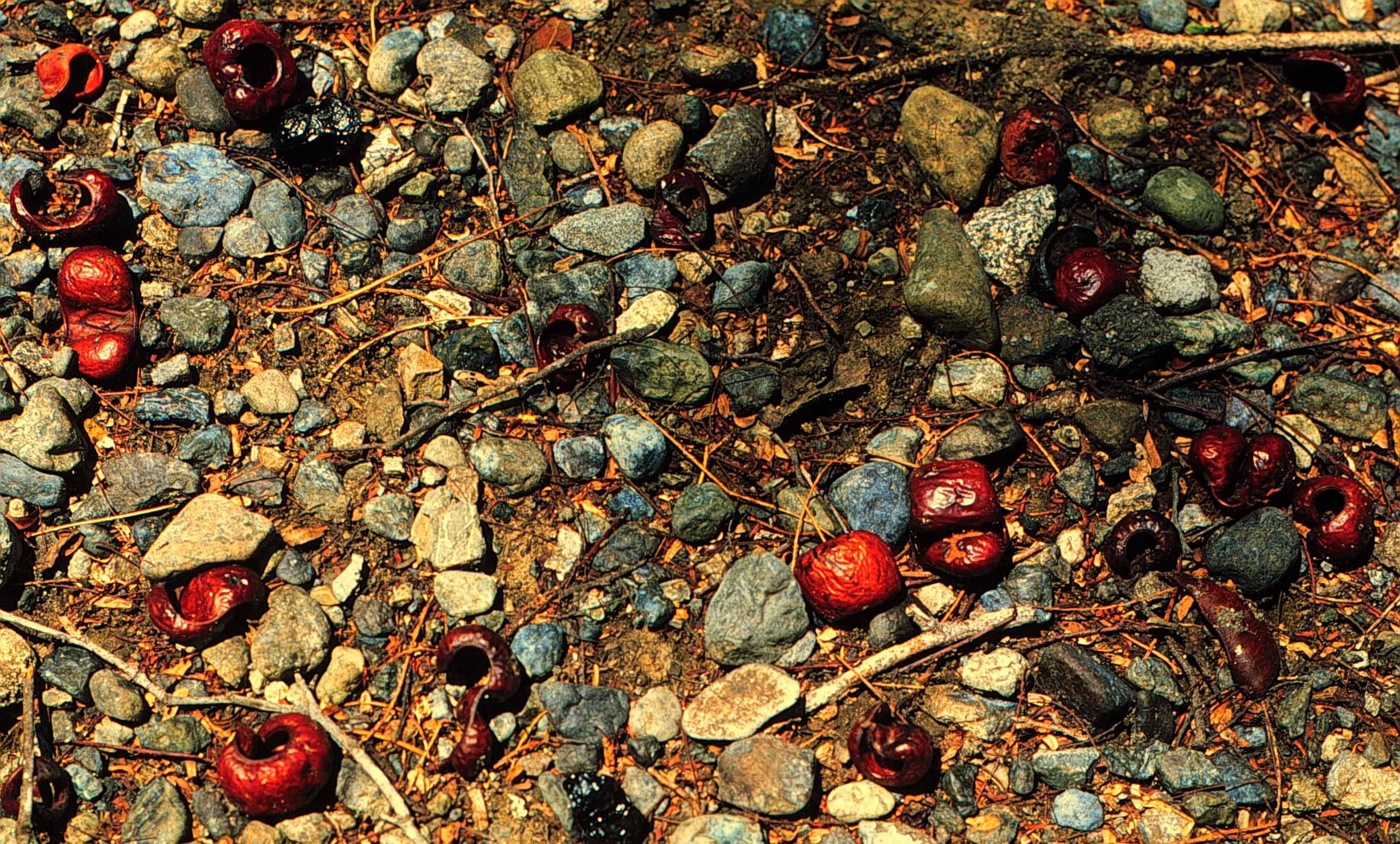 Caesalpinia coriaria 12 Setiembre 1998