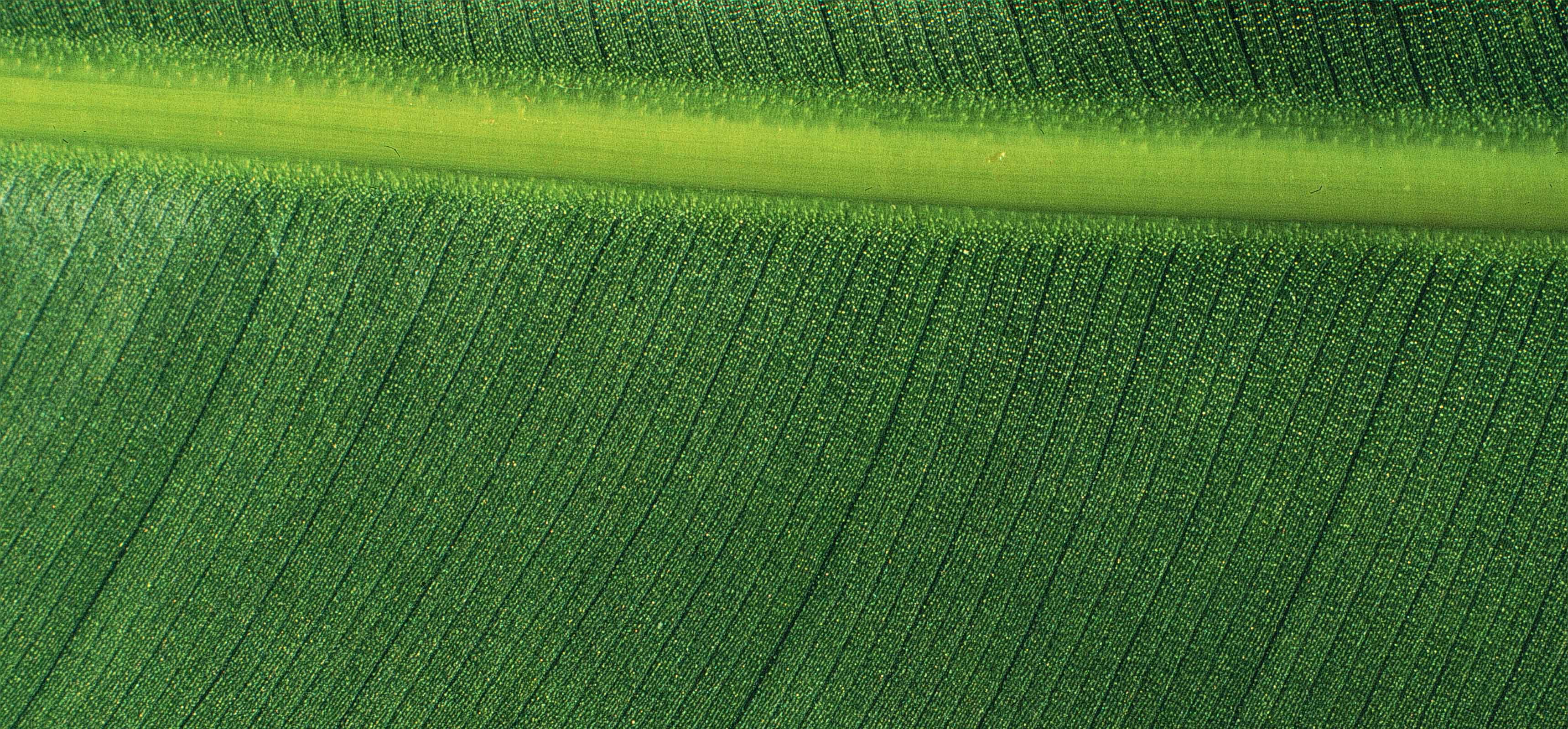 Heliconia aurantiaca 18 setiembre 1998