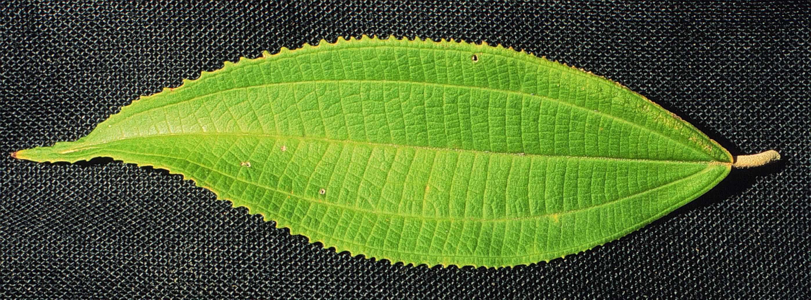 Conostegia xalapensis 12 setiembre 1998