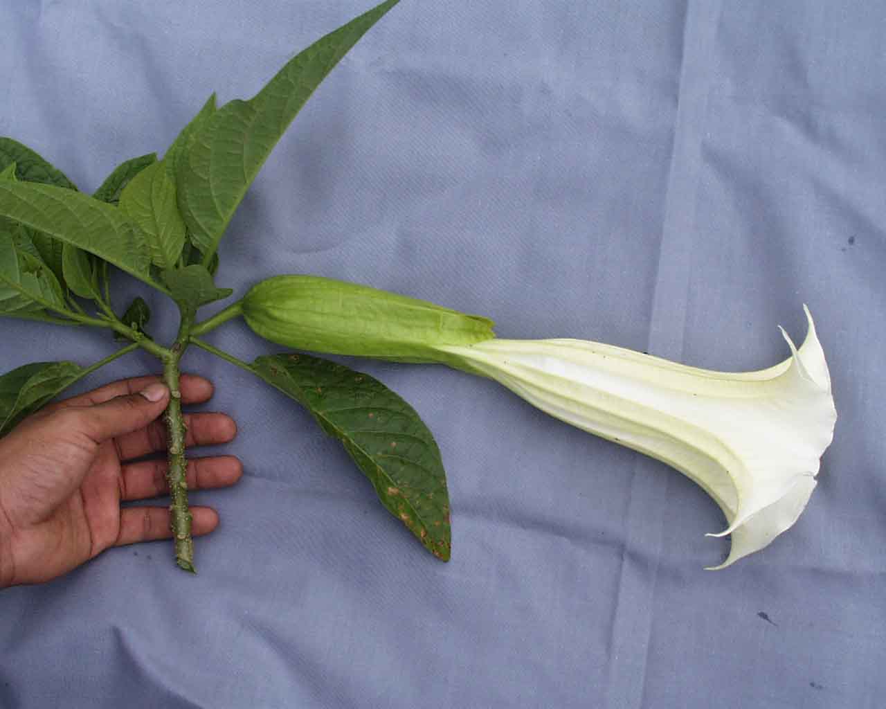 Brugmansia candida 24 Febrero 2000