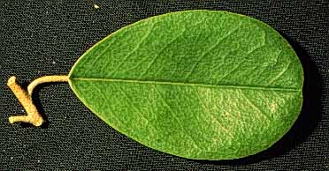 Capparis oddoratissima 24 mayo 1998