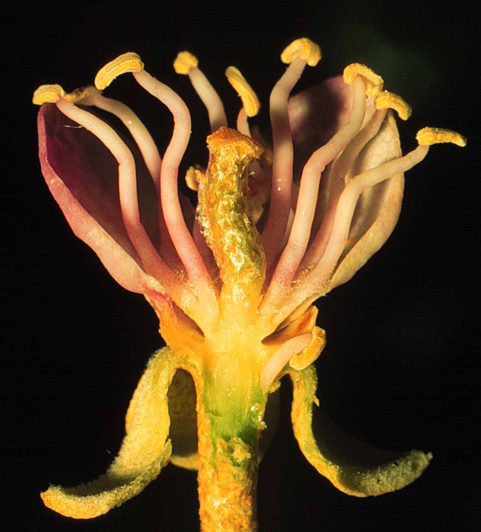 Capparis oddoratissima 24 mayo 1998