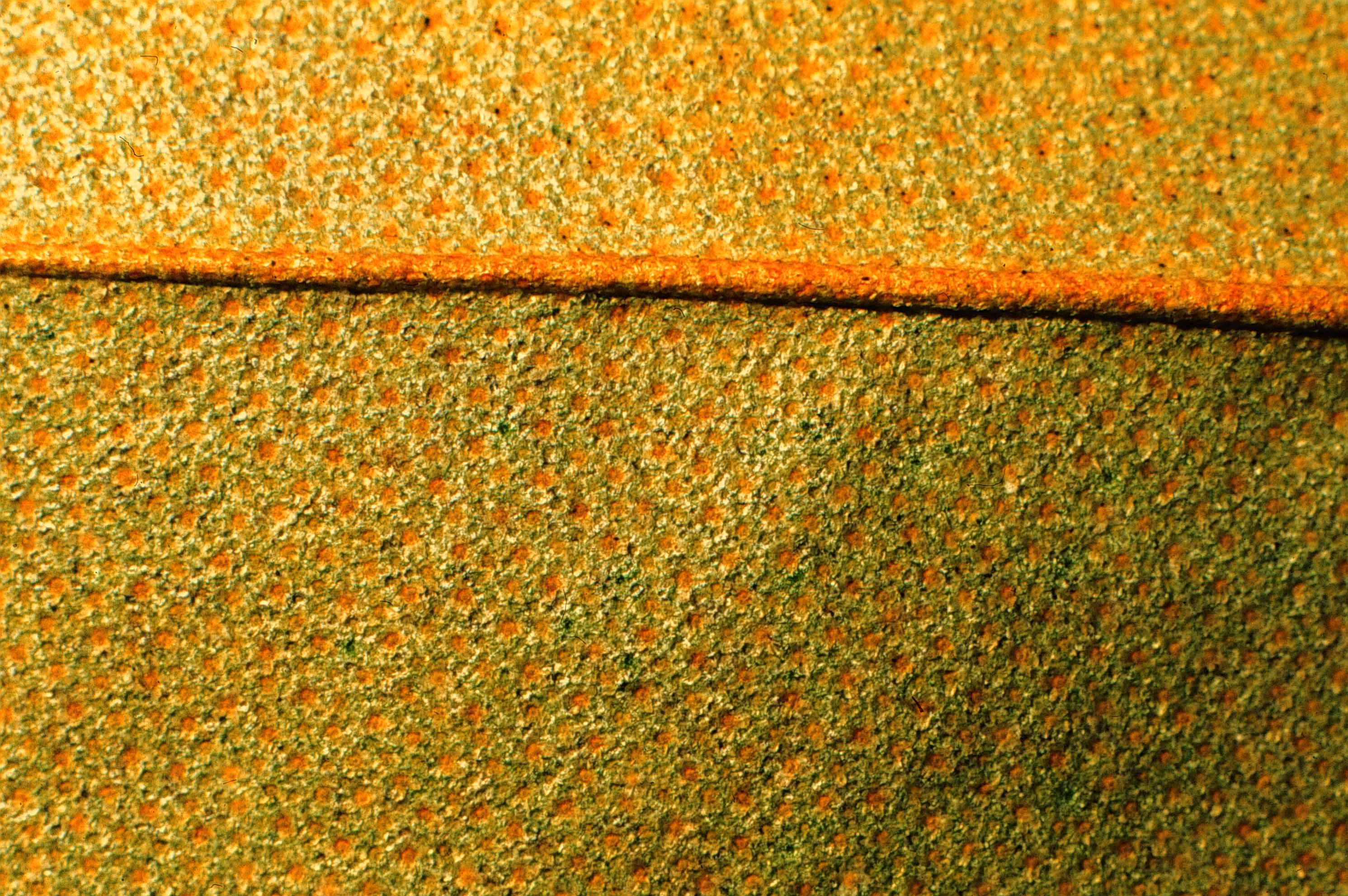 Capparis oddoratissima 24 mayo 1998