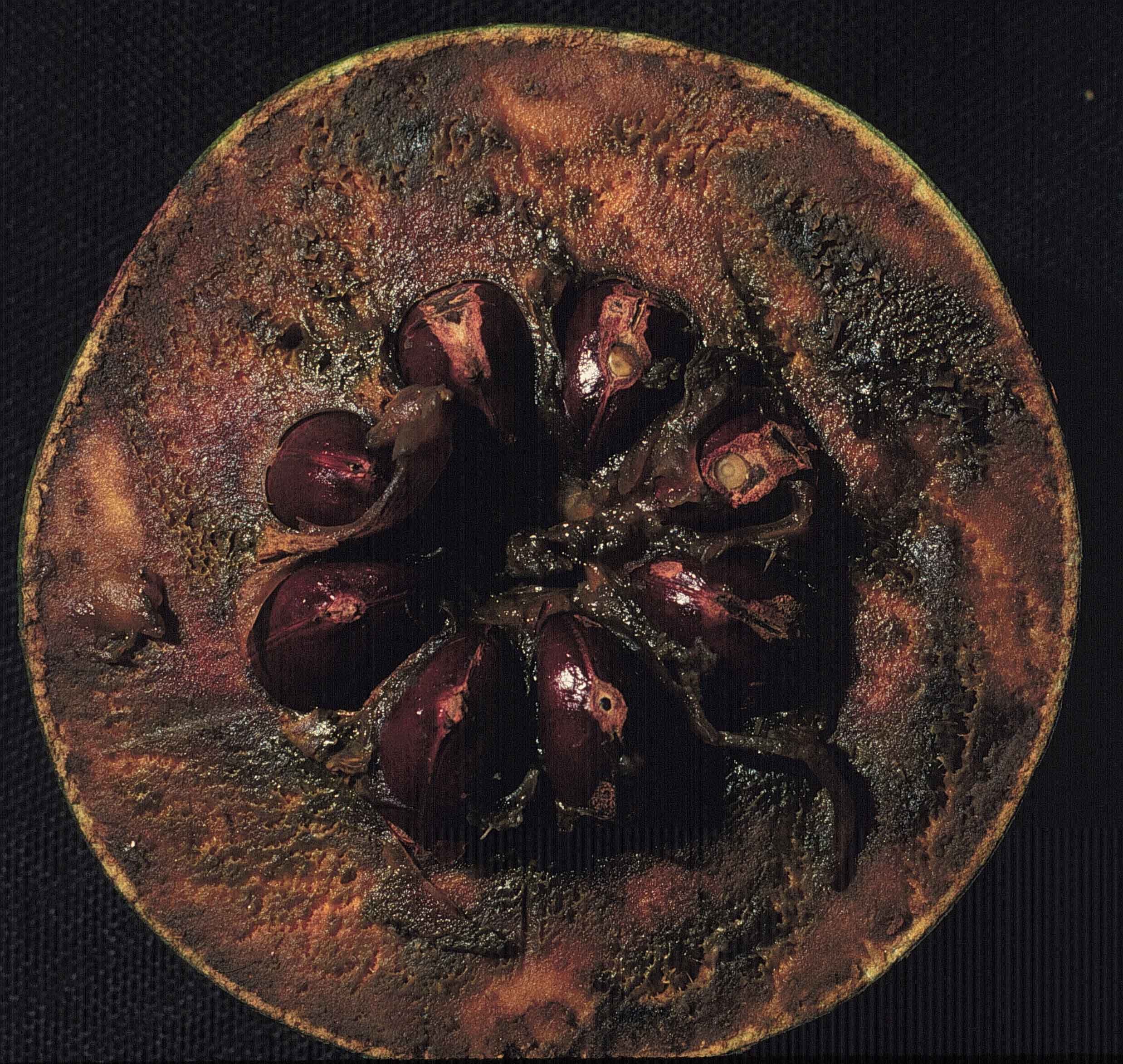 Diospyros digyna May 24, 1998