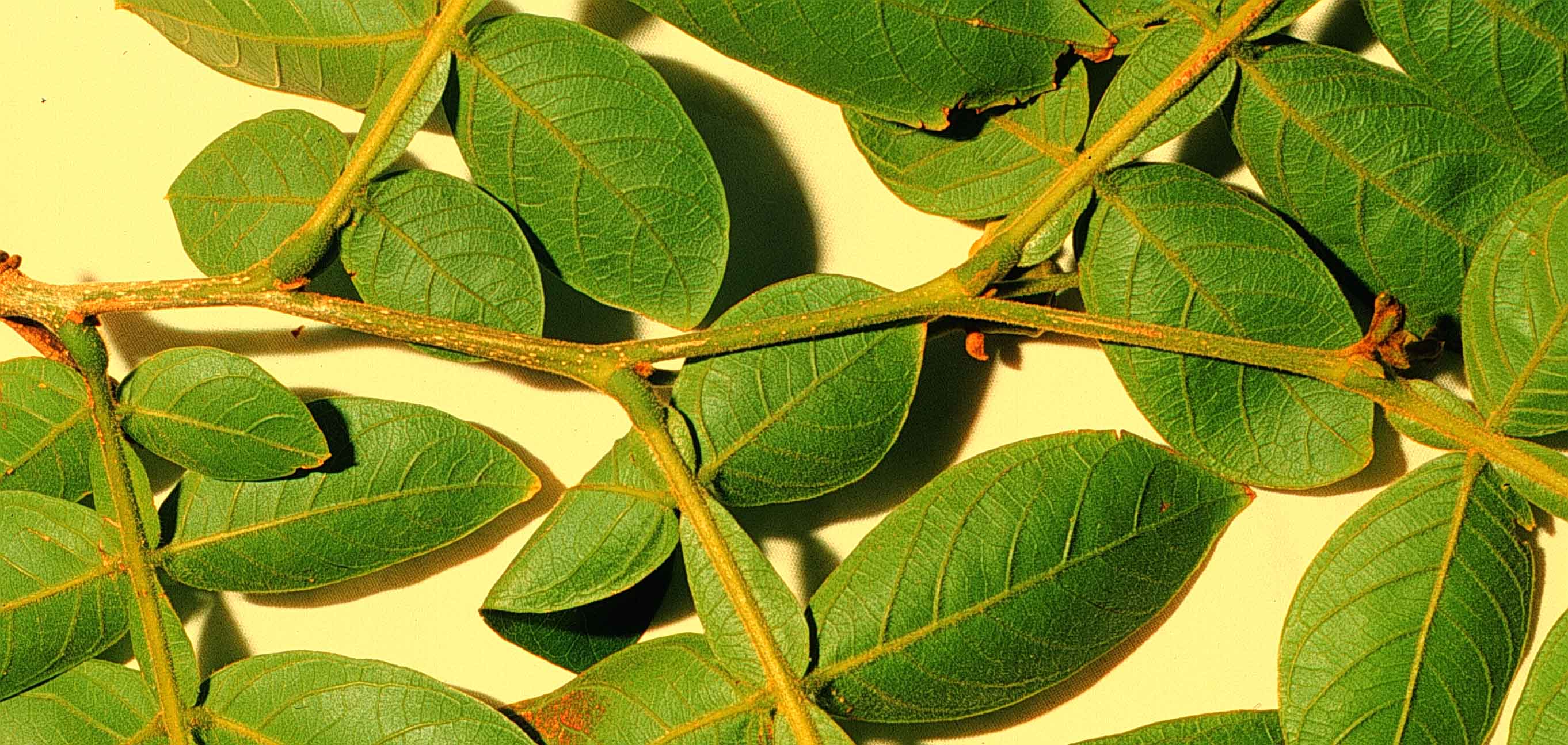 Leaves am. Гуаяба.