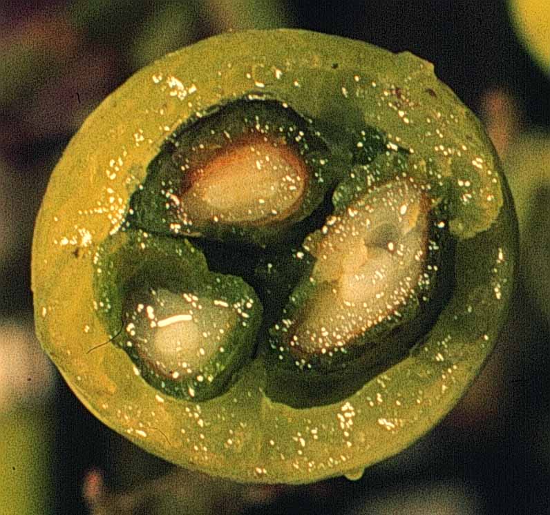 Cestrum racemosum 10 Setiembre 1998