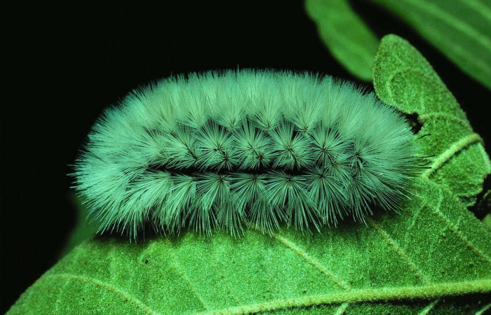 Fig. 5 Larva <i>Munona robpuschendorfi</i>, Erebidae, mostrando la posición lateral entero. Voucher: 81-SRNP-322-DHJ2382.jpg.