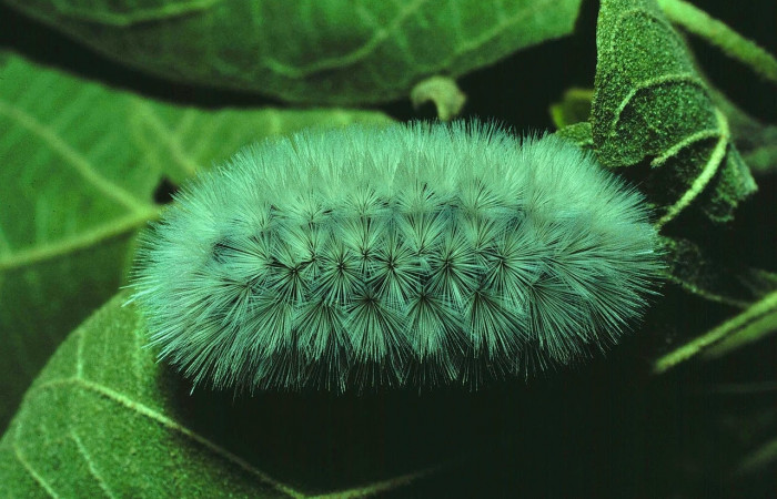 Fig. 6 Larva <i>Munona robpuschendorfi</i>, Erebidae, mostrando la posición dorsal entero. Voucher: 81-SRNP-322-DHJ2383.jpg.