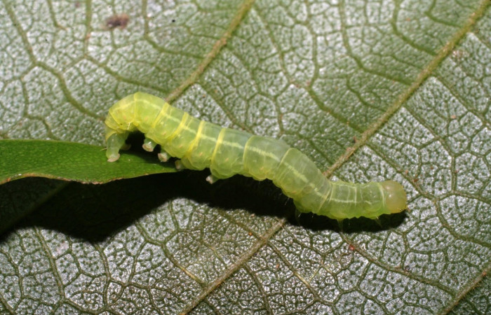 Fig.10 Vista lateral, <i>Eulepidotis caeruleilinea</i> (Erebidae), se colectó 03 noviembre 2008, Sector Del Oro, Quebrada Trigal, 290mts. (08-SRNP-20733-DHJ435684.jpg)