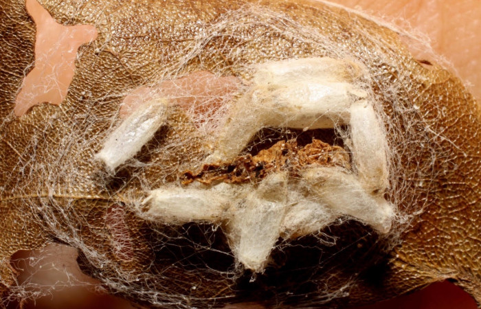 Fig.11 Observamos capullo vacío de <i>Hypomicrogaster specialis</i> (Braconidae), de larva <i>Eulepidotis caeruleilinea</i>, (Erebidae). (08-SRNP-20742-DHJ469421.jpg).